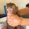 ANIMALITOS 28