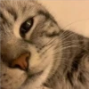 Cats 24