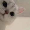 Cats 25