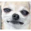 ANIMALITOS 29