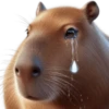 🤎Humanic Capibara.🤎 29