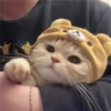 Cats 26