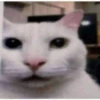 kucing lovers 30