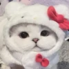 Cats 27