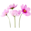 Flowers 2 29