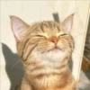 Cats 29