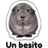 hámster 🐹 2 aish💕 6