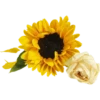 Flowers 9 5