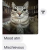 silly cats 5