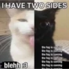 silly cats 6