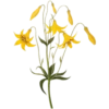 Flowers 9 6