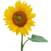 Flowers 9 7
