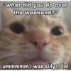 silly cats 8