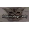silly cats 9