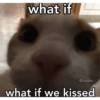 silly cats 10