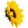 Flowers 9 11