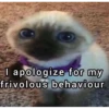 silly cats 12