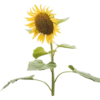 Flowers 9 12