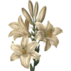 Flowers 9 13