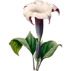 Pierre Joseph Redouté - 1759-1840 (Flowers) 5