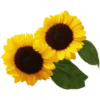 Flowers 9 14