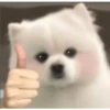 Expresiones perrito blanco 2🤍 6