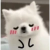 Expresiones perrito blanco 2🤍 7
