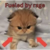 silly cats 13