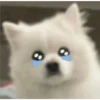Expresiones perrito blanco 2🤍 9
