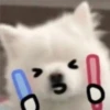 Expresiones perrito blanco 2🤍 10