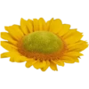 Flowers 9 18
