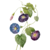 Pierre Joseph Redouté - 1759-1840 (Flowers) 7