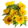 Flowers 9 19