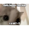 silly cats 14
