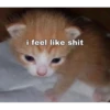 silly cats 15