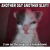 silly cats 16