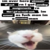 silly cats 17
