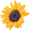 Flowers 9 21
