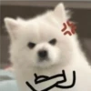 Expresiones perrito blanco 2🤍 11