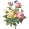 Pierre Joseph Redouté - 1759-1840 (Flowers) 8
