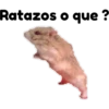 hámster 🐹 2 aish💕 14