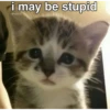 silly cats 18