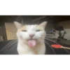 silly cats 19