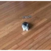 silly cats 21
