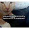 silly cats 22