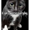silly cats 23