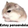 hámster 🐹 2 aish💕 17