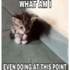 silly cats 24