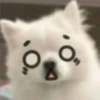 Expresiones perrito blanco 2🤍 13