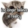 silly cats 25